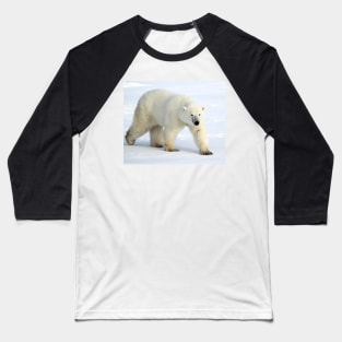 Large Male Polar Bear on the Tundra, Churchill, Canada Baseball T-Shirt